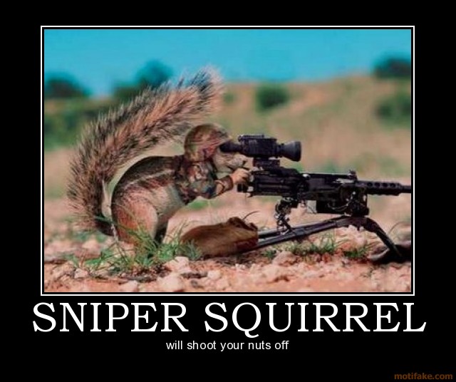 http://steynian.files.wordpress.com/2009/09/sniper-squirrel-sniper-squirrel-demotivational-poster-1222872232.jpg