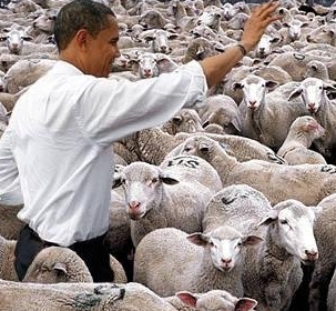 obama-sheep.jpg